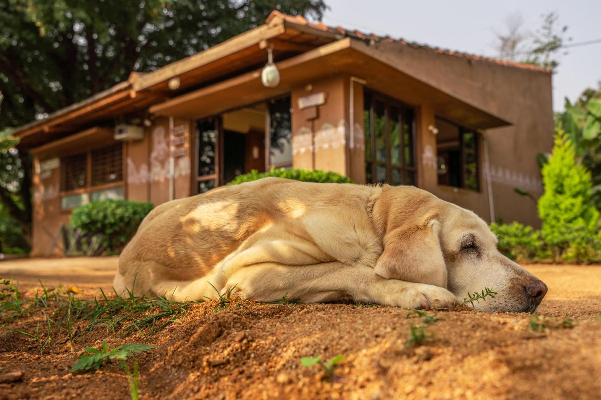 Leo Wooden Resorts Hampi Ngoại thất bức ảnh